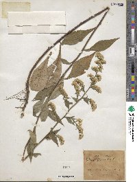 Solidago flexicaulis image