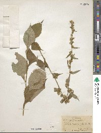 Solidago flexicaulis image