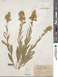 Solidago garrettii image