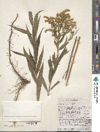 Solidago gigantea image