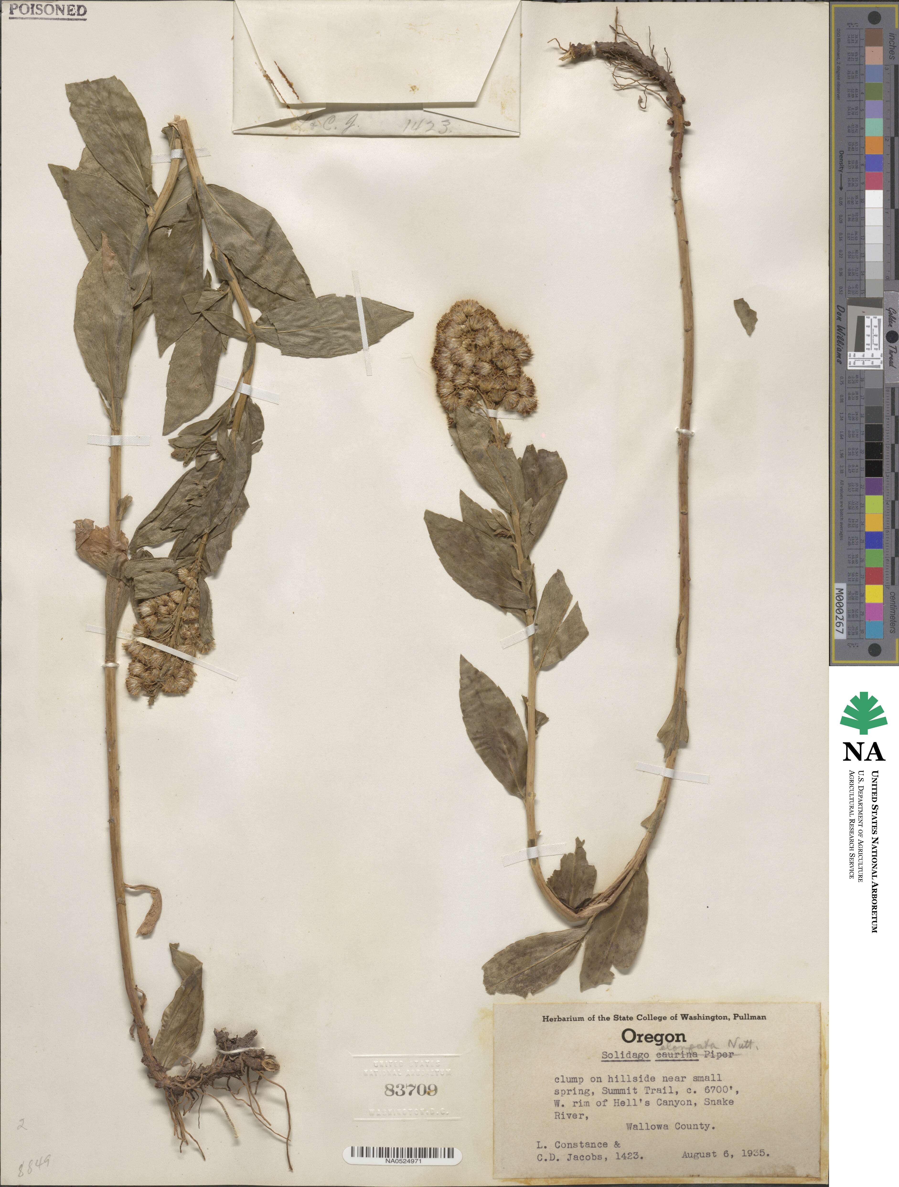 Solidago elongata image