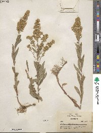 Solidago elongata image