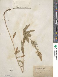 Solidago elongata image