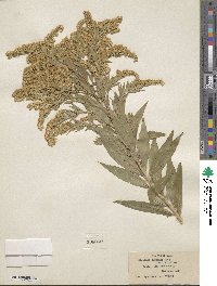 Solidago elongata image