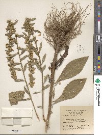 Solidago erecta image