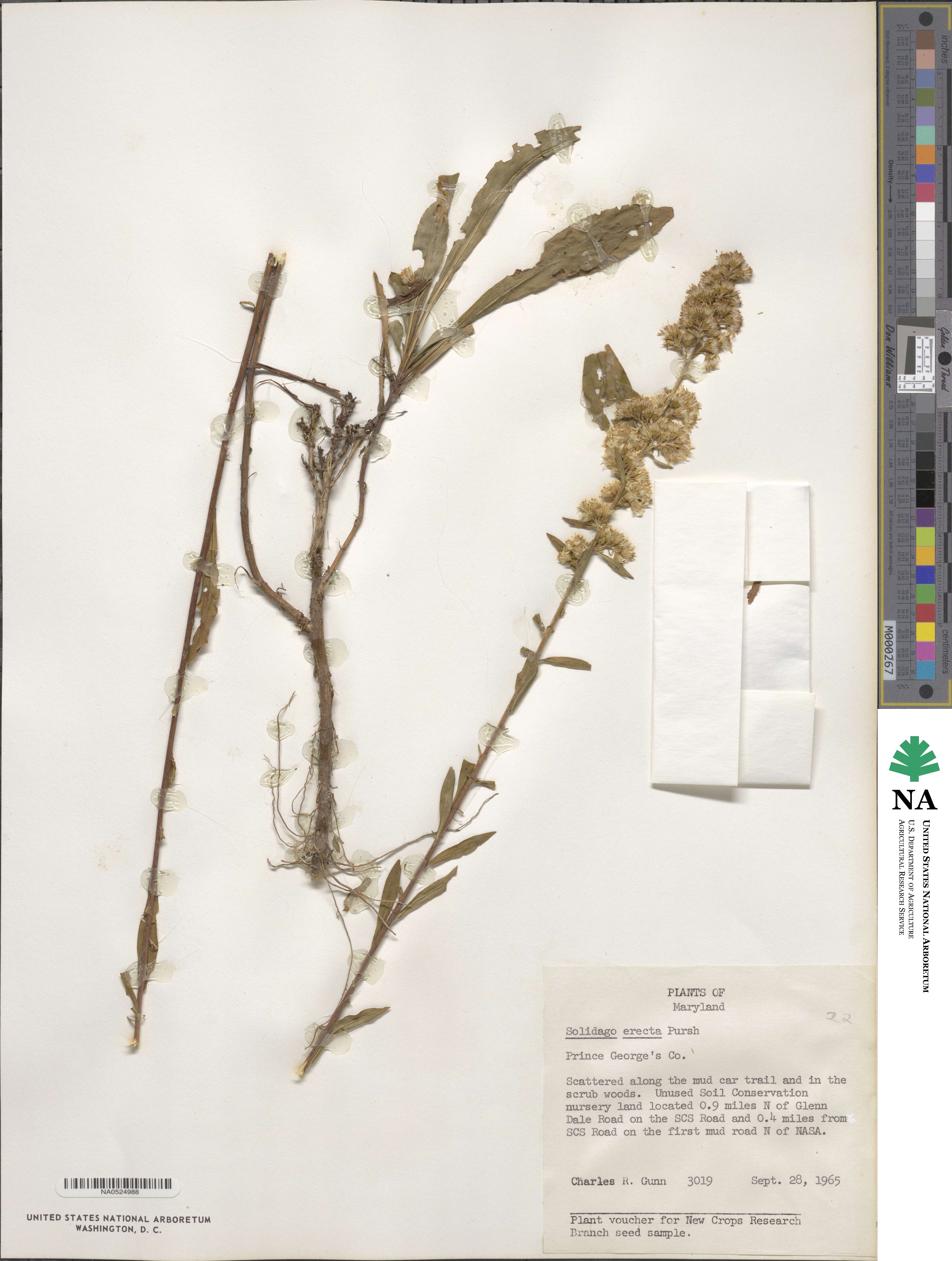 Solidago erecta image