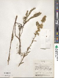 Solidago erecta image