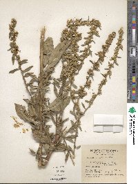 Solidago erecta image