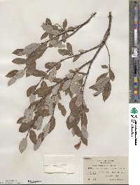 Salix athabascensis image