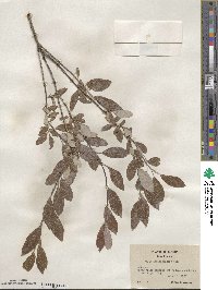 Salix athabascensis image