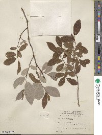 Salix athabascensis image