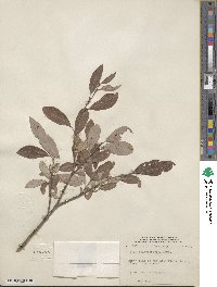 Salix athabascensis image