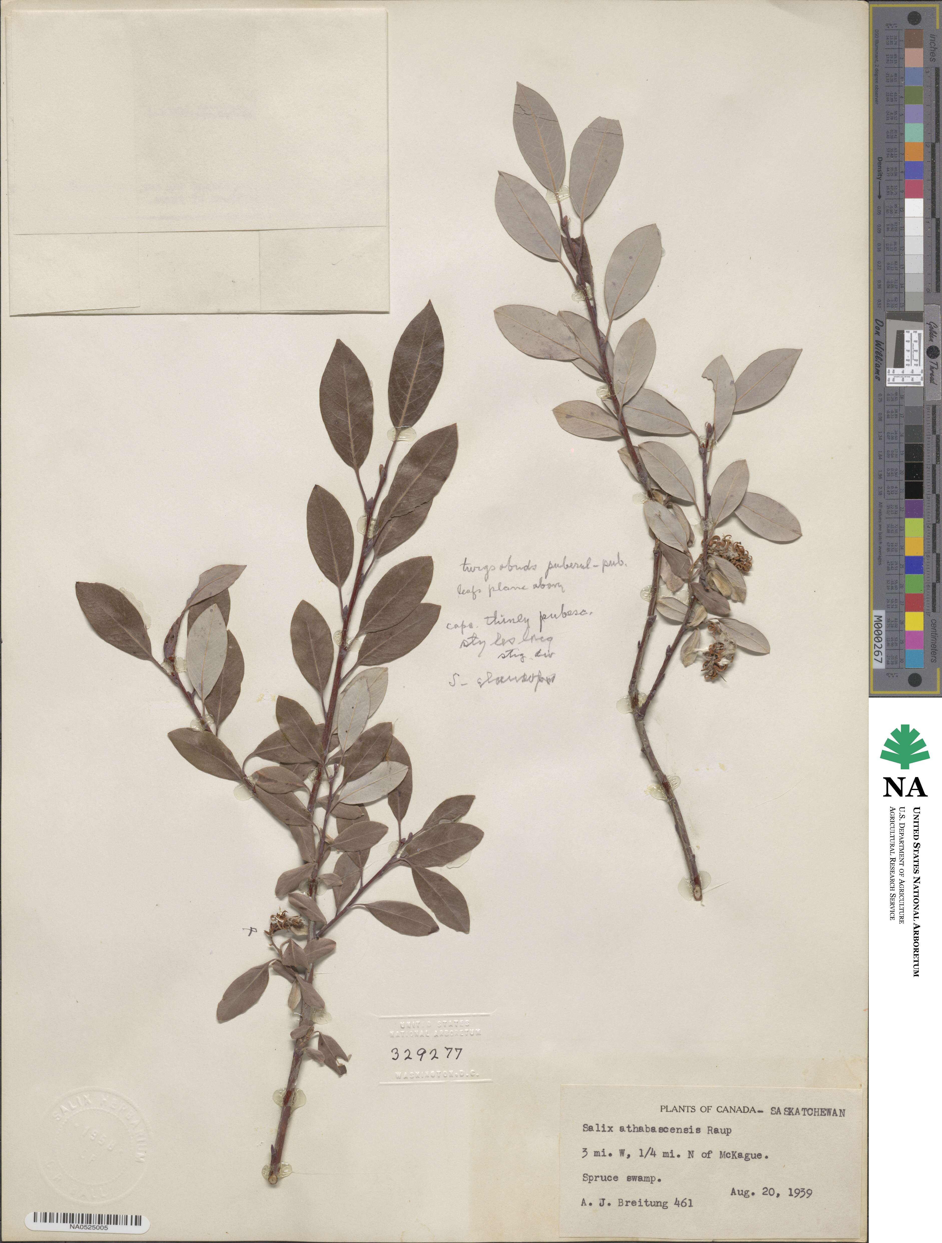 Salix athabascensis image