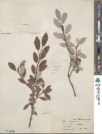 Salix athabascensis image