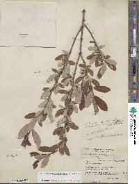 Salix athabascensis image