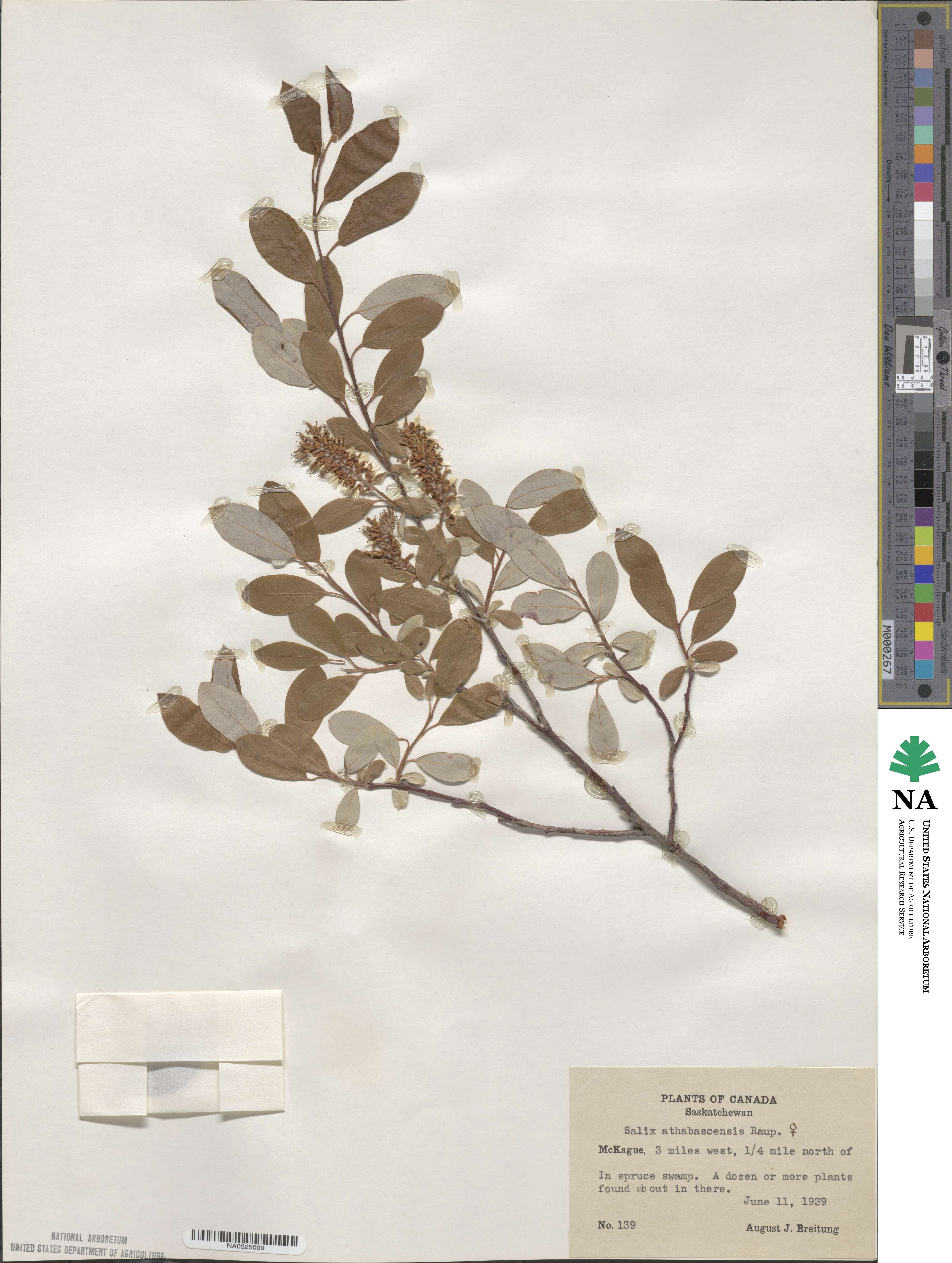 Salix athabascensis image