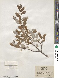 Salix athabascensis image