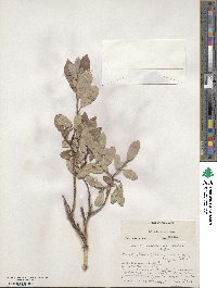 Salix athabascensis image