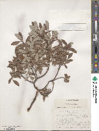 Salix athabascensis image