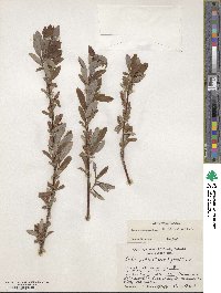 Salix athabascensis image