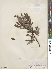 Salix argyrocarpa image