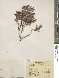 Salix argyrocarpa image