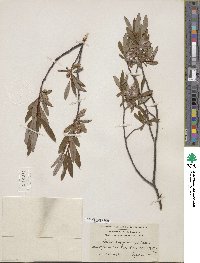 Salix argyrocarpa image