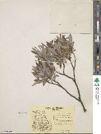 Salix argyrocarpa image