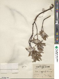 Salix argyrocarpa image