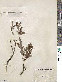 Salix argyrocarpa image