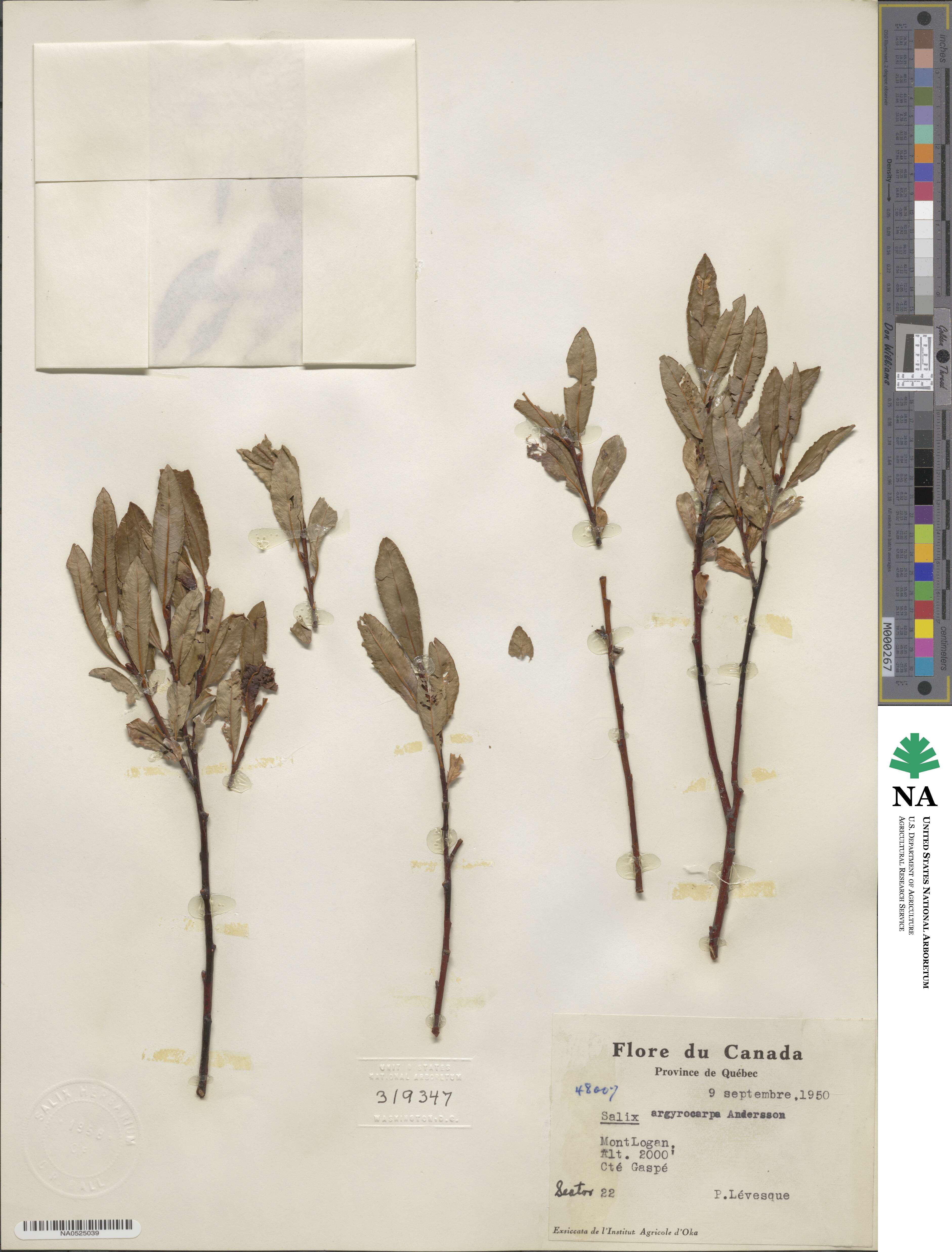 Salix argyrocarpa image