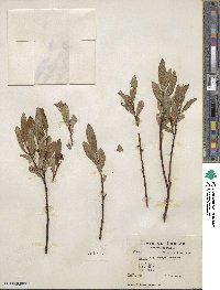 Salix argyrocarpa image