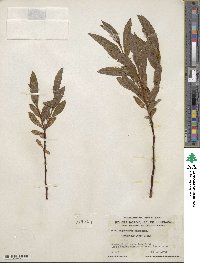 Salix argyrocarpa image