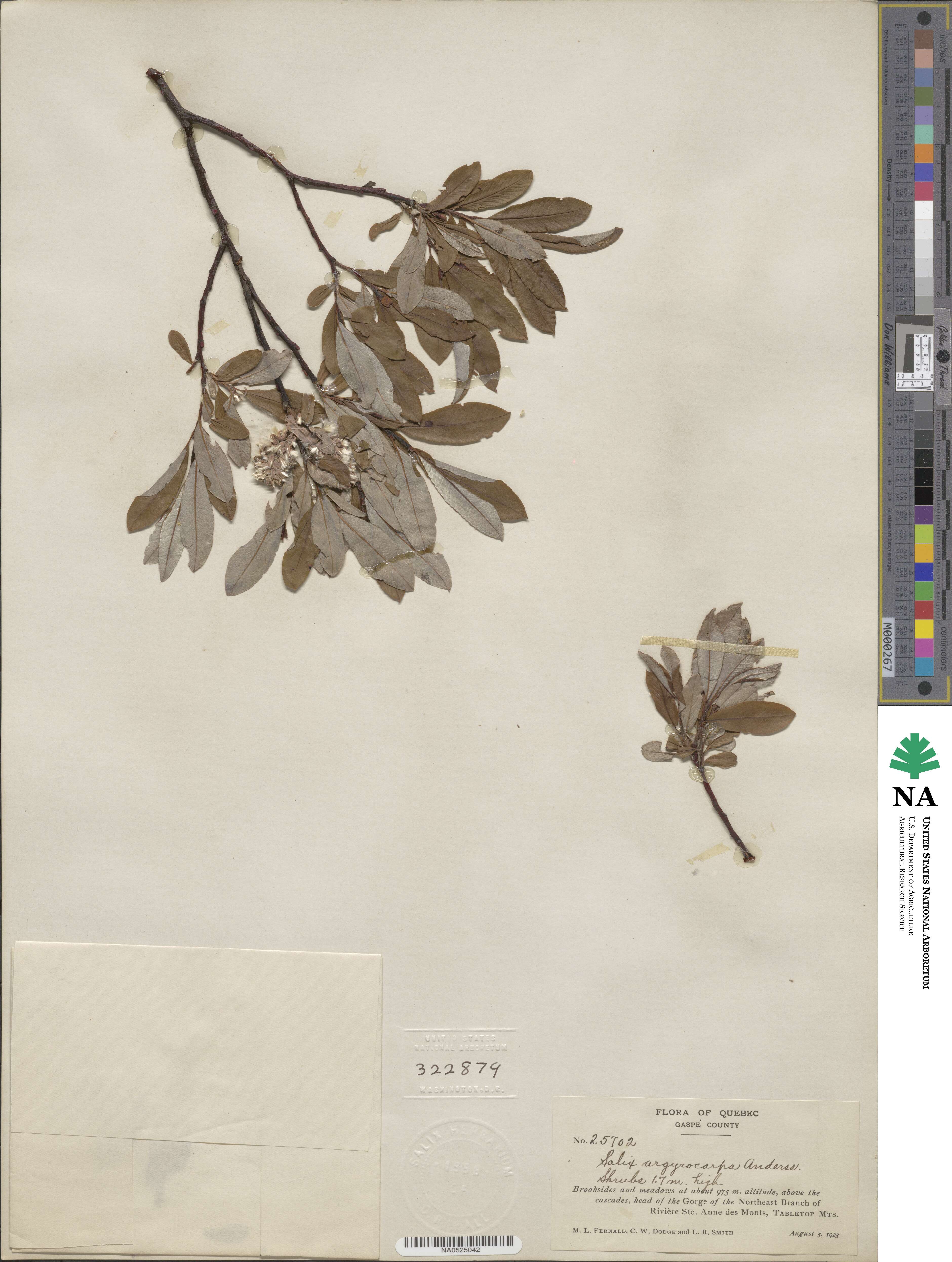 Salix argyrocarpa image