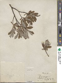 Salix argyrocarpa image