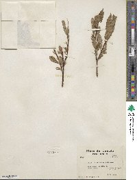 Salix argyrocarpa image