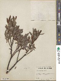 Salix argyrocarpa image