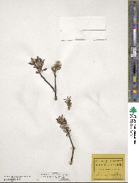 Salix argyrocarpa image