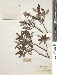 Salix argyrocarpa image