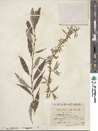 Salix babylonica image