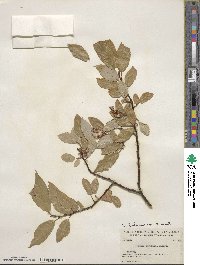 Salix pyrifolia image