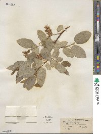 Salix pyrifolia image