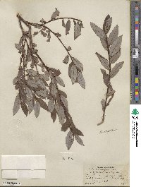 Salix pyrifolia image