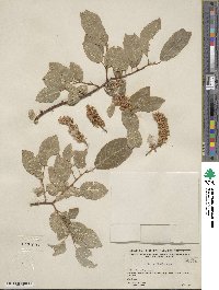 Salix pyrifolia image