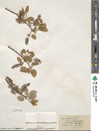 Salix pyrifolia image