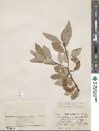 Salix pyrifolia image