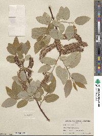 Salix pyrifolia image