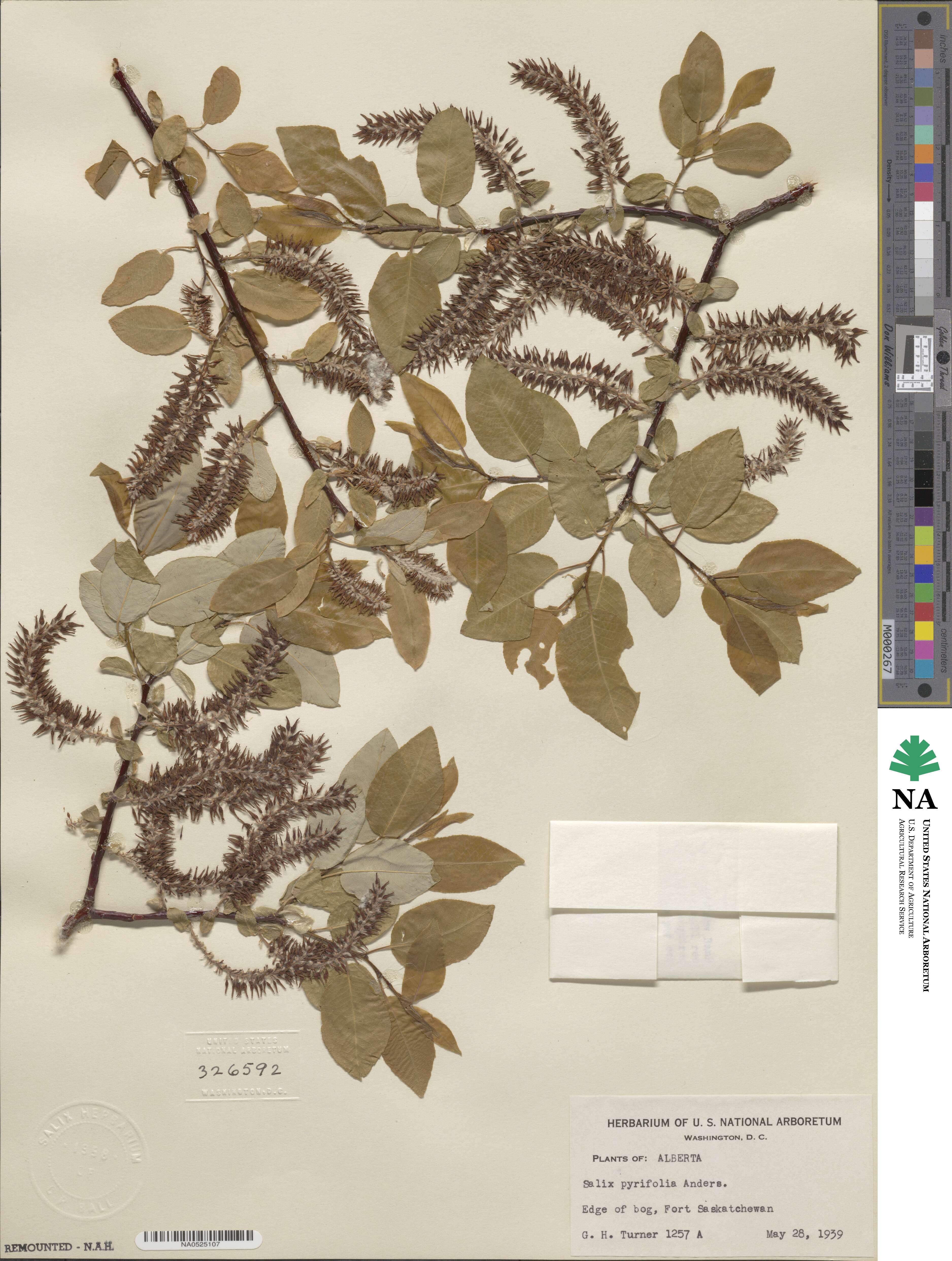 Salix pyrifolia image