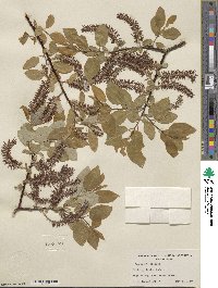 Salix pyrifolia image