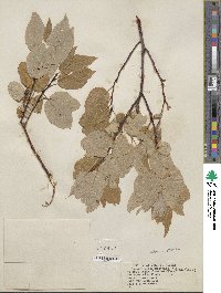 Salix pyrifolia image